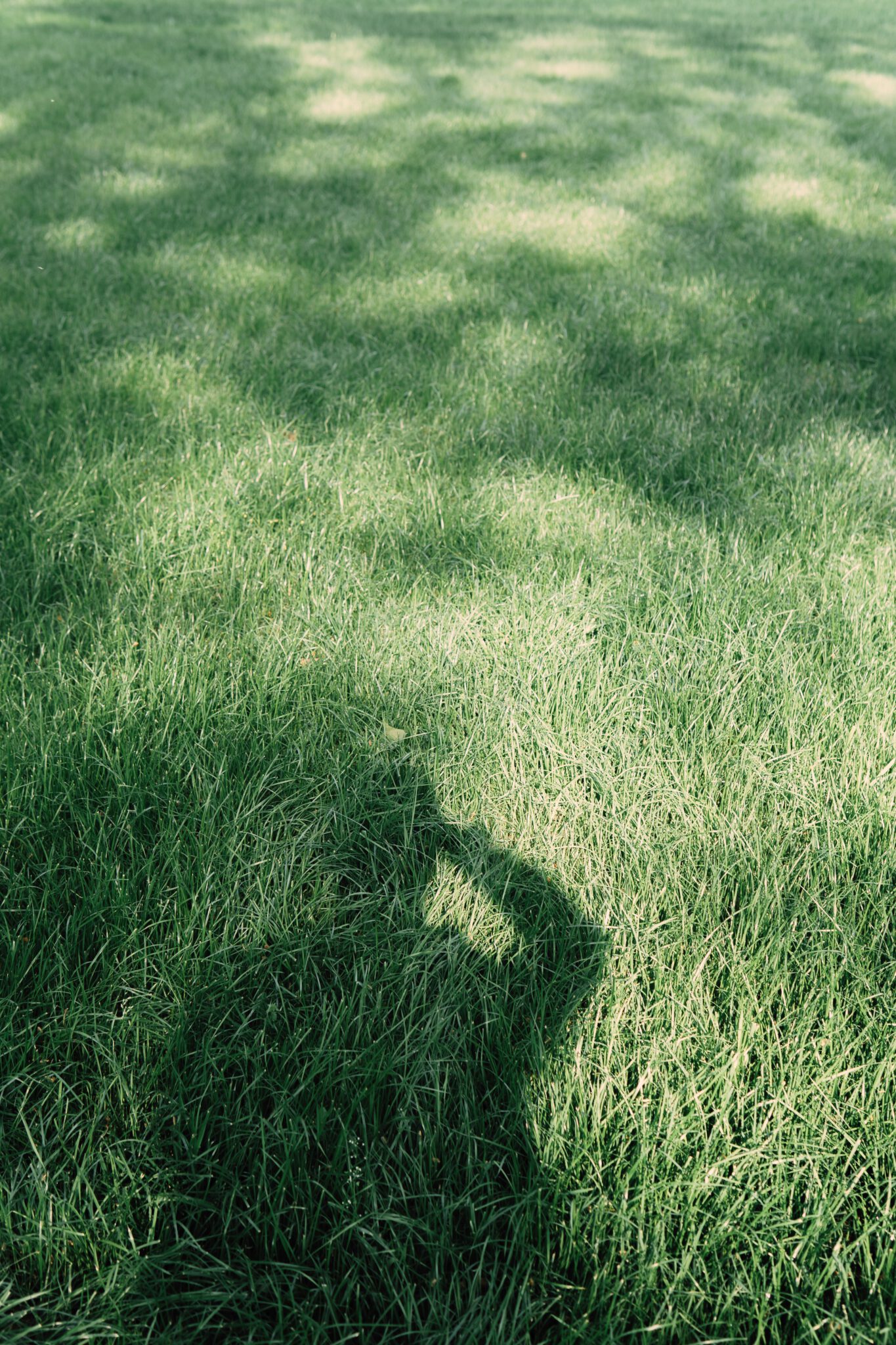 Grass Archives Clevercare info grass-archives-clevercare-info